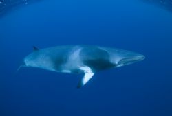 Minke Whale, photo taken on Ribbon Reef No 5 - Great Barr... by George Bouloukos 